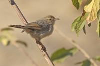 Cisticola subruficapilla
